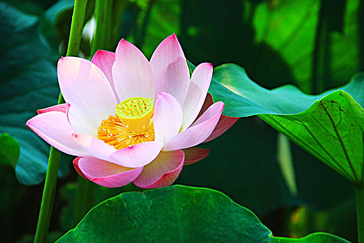cách chơi đề dàn hiệu quả