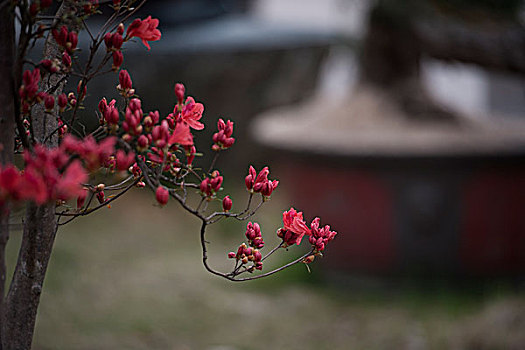 rong bach kim 88