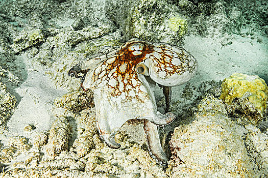 xs minh ngoc thu 6