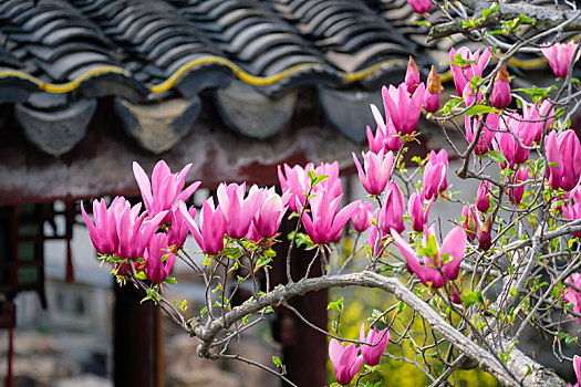 soi sô lô đê bach thu