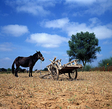 lo bach thu khung 3