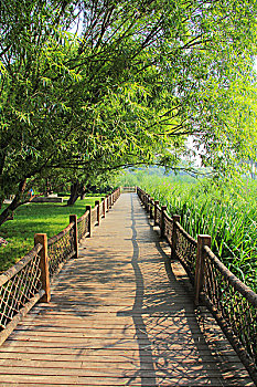 rong vang bach kim