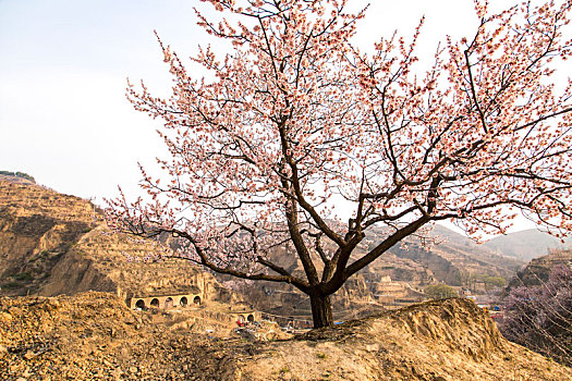 soi cau du doan xsmb chinh xac 100