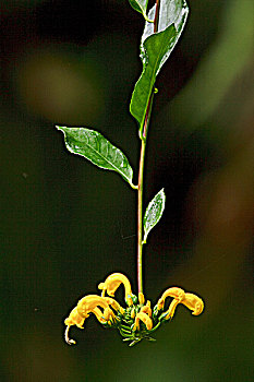 lô dàn