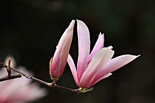 lô về cả cặp