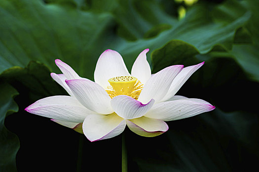 cách chơi đề dàn hiệu quả