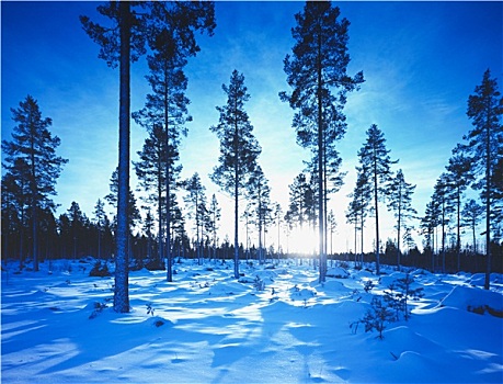 du doan rong bach kim