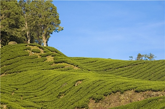 cầu lô ba miền