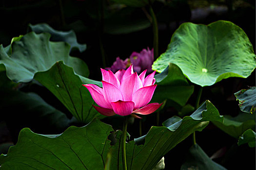 kqxs ca mau