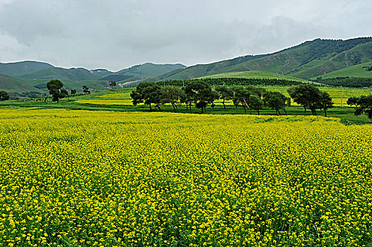 soi cau lo bach thu