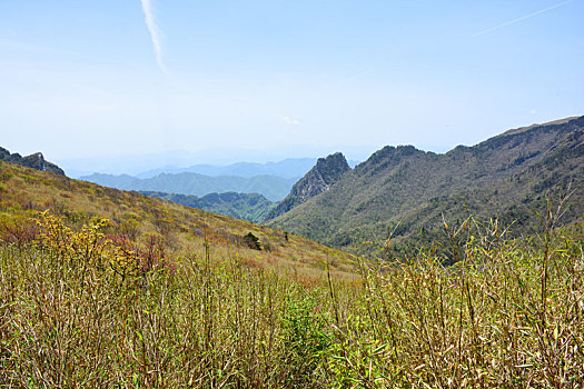 soi cau la
