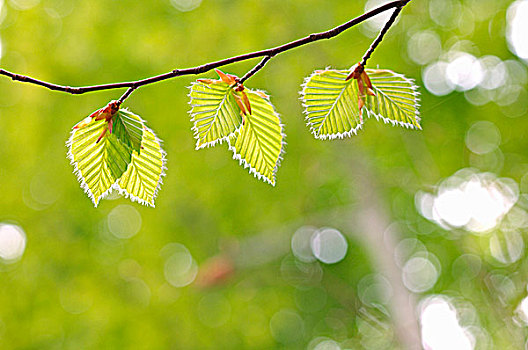 soi cầu đề miền bắc