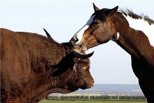 soi cau loto mien bac