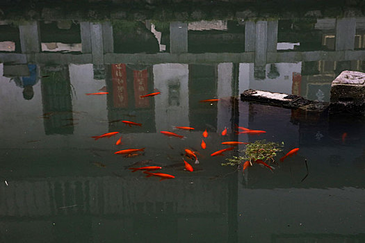 soi bach thu