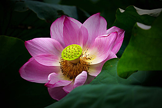 cách đánh lô luôn thắng