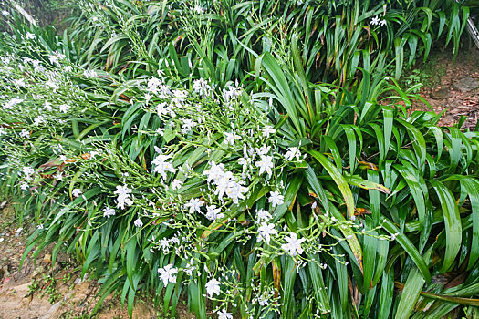 xổ số 100 ngày