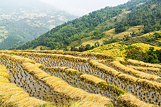 thống kê xổ số khánh hòa