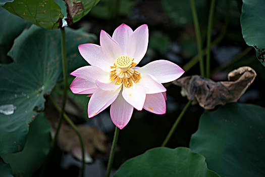 binh luan xsmn