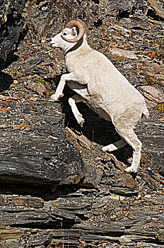 du doan lo kep