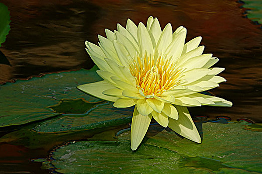cach danh lo xien