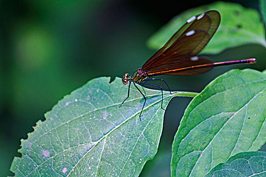 bạch thủ hôm nay