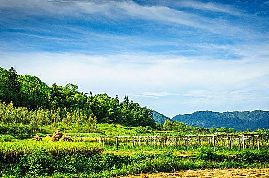 soi cau xs quang nam