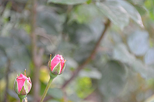 soi cầu miền nam ngày mai
