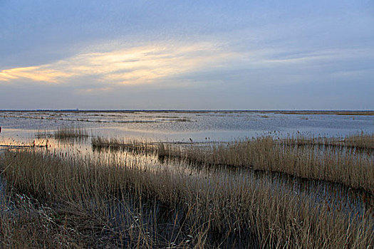 cau bach thu la