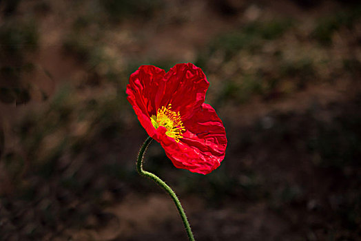 lo bạch thủ hôm nay