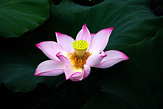 xổ số trực tuyến