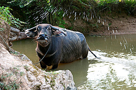 xổ số tiền