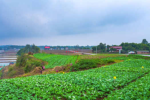 du doan xsmb hom nay minh ngoc