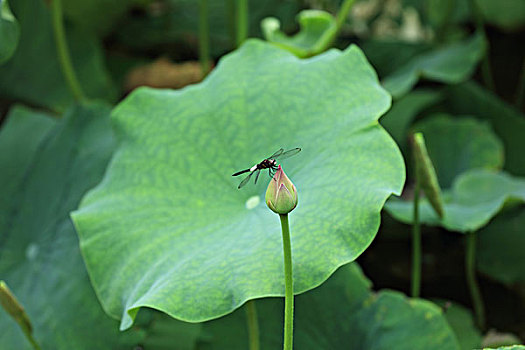 con lô đẹp hôm nay