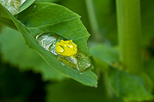 xổ số hậu giang