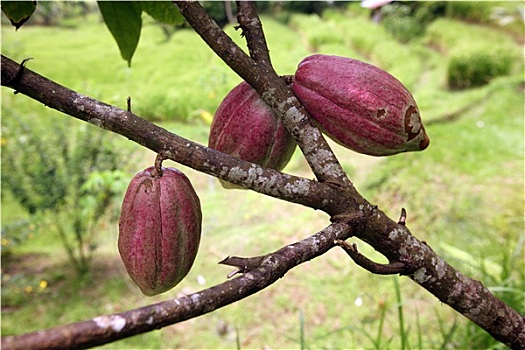 số đồng nai