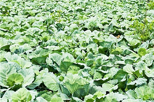 xổ số thừa thiên huế