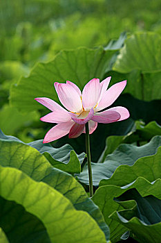 soi cau mien phi