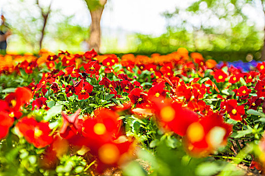 tra cứu xổ số