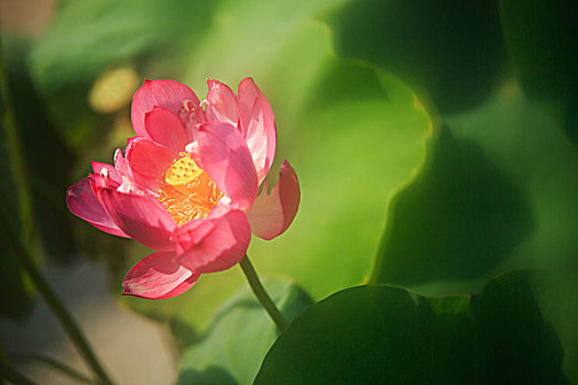 soi cau truc tuyen