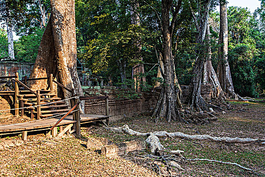 soi bach thu lo