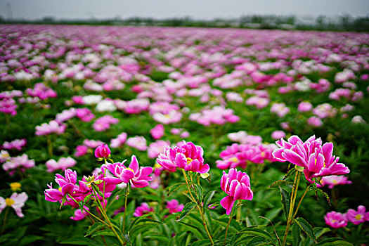 thống kê xổ số cần thơ
