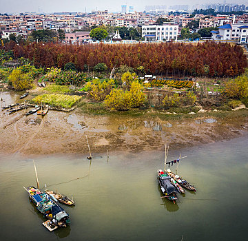 bạch thu lo mb