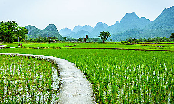 soi cầu win888