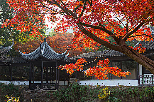 sc rong bach kim