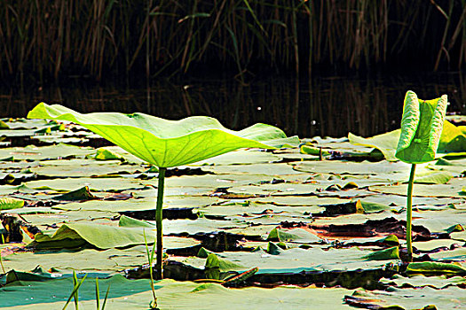soi lo bạch thủ