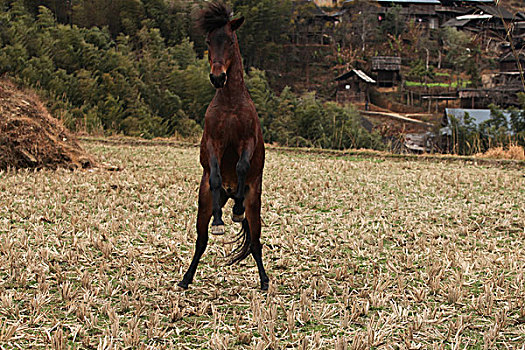 cau pascale