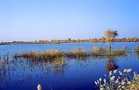 rong bach kim hai nhay