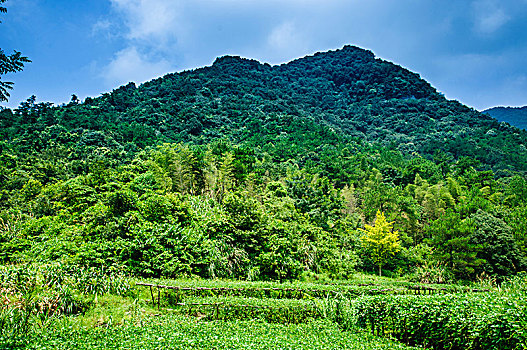 bạch thủ lô miền bắc miễn phí