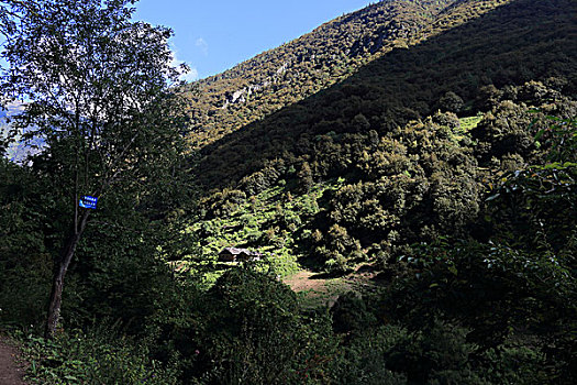 soi cau lo bach thu rong bach kim