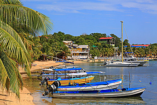 dạy cách đánh đề